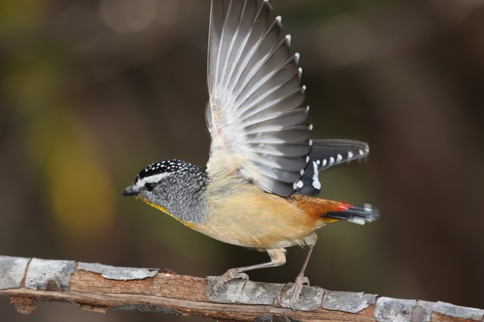 Male Spotted Pardalote with open wings.