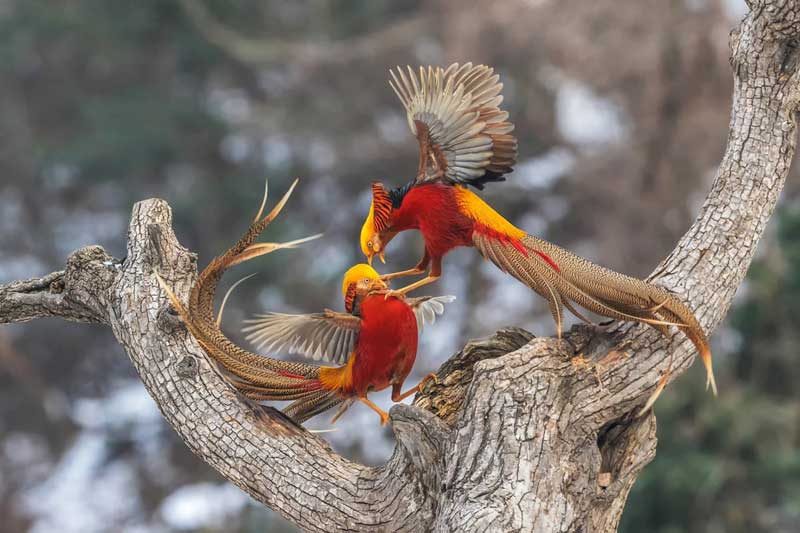 Choáng ngợp' trước bộ lông của loài chim đẹp nhất thế giới - Tạp chí Doanh nghiệp Việt Nam