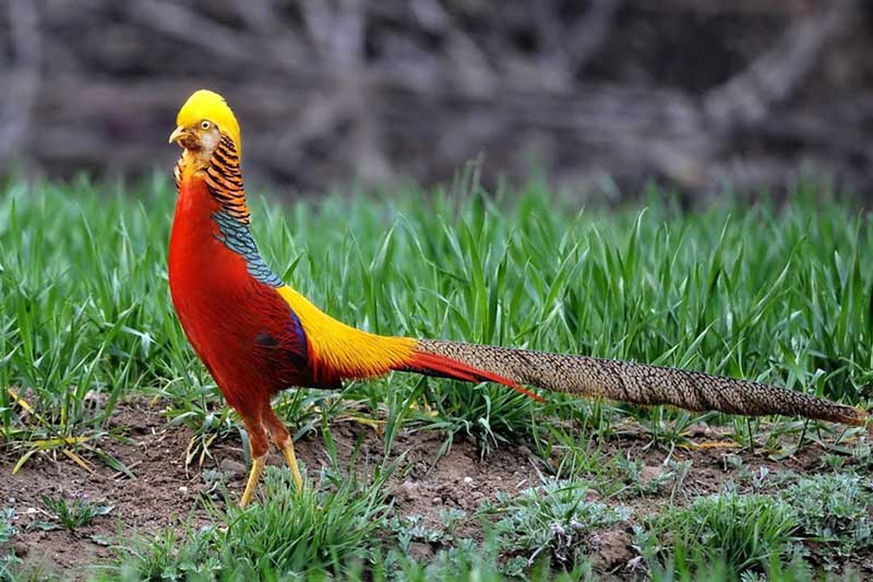 Choáng ngợp' trước bộ lông của loài chim đẹp nhất thế giới - Tạp chí Doanh nghiệp Việt Nam